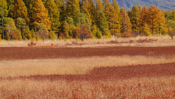 秋の高原、カラマツ林も草原も紅葉　秋の写真　高解像度・高画質の壁紙