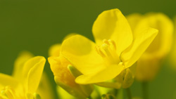 緑の背景に黄の菜の花アップ　シンプル写真　黄色の壁紙
