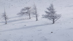 厳冬期の美ヶ原、霧氷の森の風景写真　高解像度の壁紙