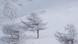 長野・美ヶ原　モノトーンの樹氷の景色の風景写真　高画質の壁紙