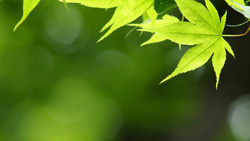 奥日光の初夏の森はたくさんの新緑　カエデも緑　シンプルな写真　高解像度・高画質の壁紙