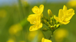 菜の花など自然の黄色を基調としたシンプルな自然写真・画像の壁紙