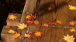 秋の高原、木道には落ち葉　秋の風景写真　高解像度・高画質の壁紙