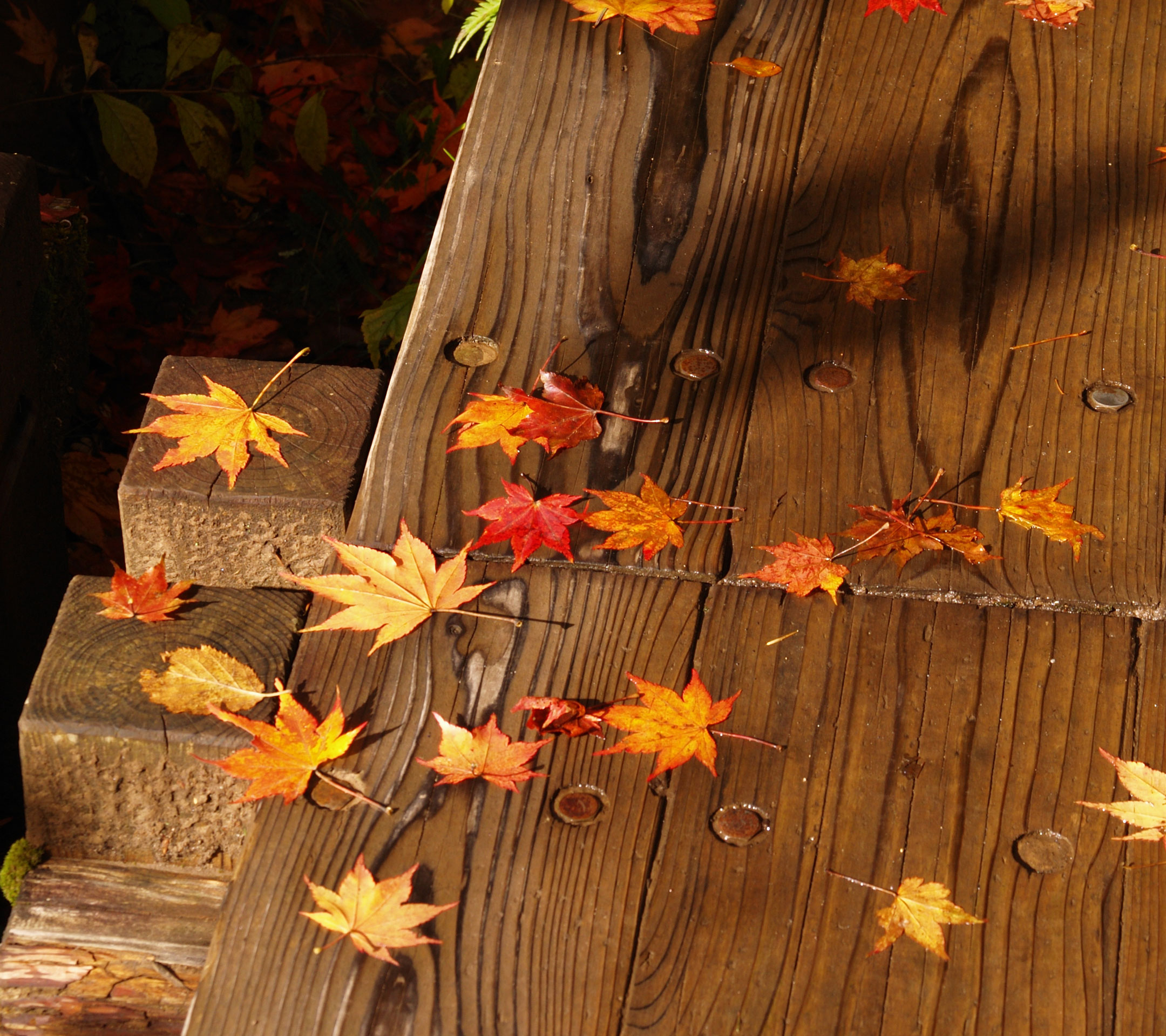 四季 秋の無料壁紙 秋の風景写真 高解像度 高画質