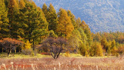 秋の高原、黄金色のカラマツ林　秋の風景写真　高解像度の壁紙