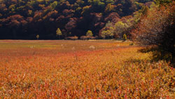 秋の高原、草原も紅葉　秋の写真　高画質の壁紙