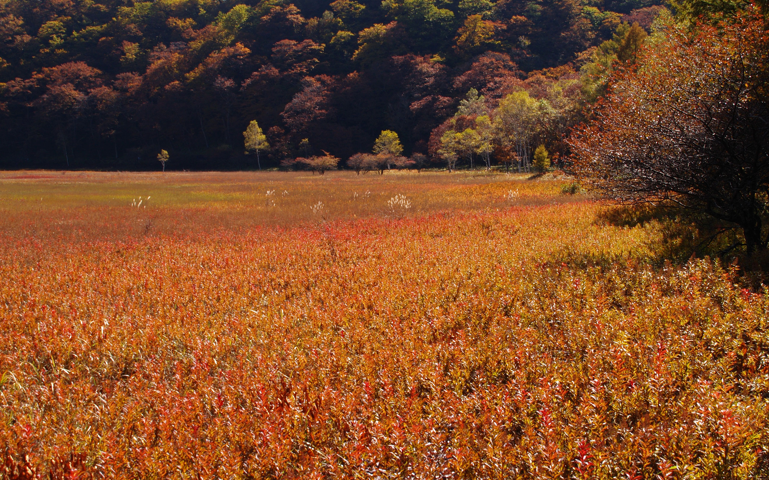 四季 秋の無料壁紙 秋の風景写真 高解像度 高画質