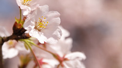 満開の桜、淡いピンクのさくらの花　シンプルな写真　高画質の壁紙