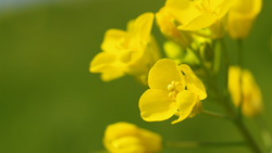 春の土手　緑の背景に黄色の菜の花　シンプルな写真　高解像度の壁紙