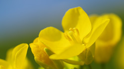 青空背景に黄の菜の花アップ　シンプルな写真　黄色の壁紙