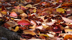 秋の森、たくさんの落ち葉　秋の写真　高解像度の壁紙