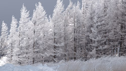 厳冬期、樹氷のカラマツ林の風景写真　高解像度の壁紙