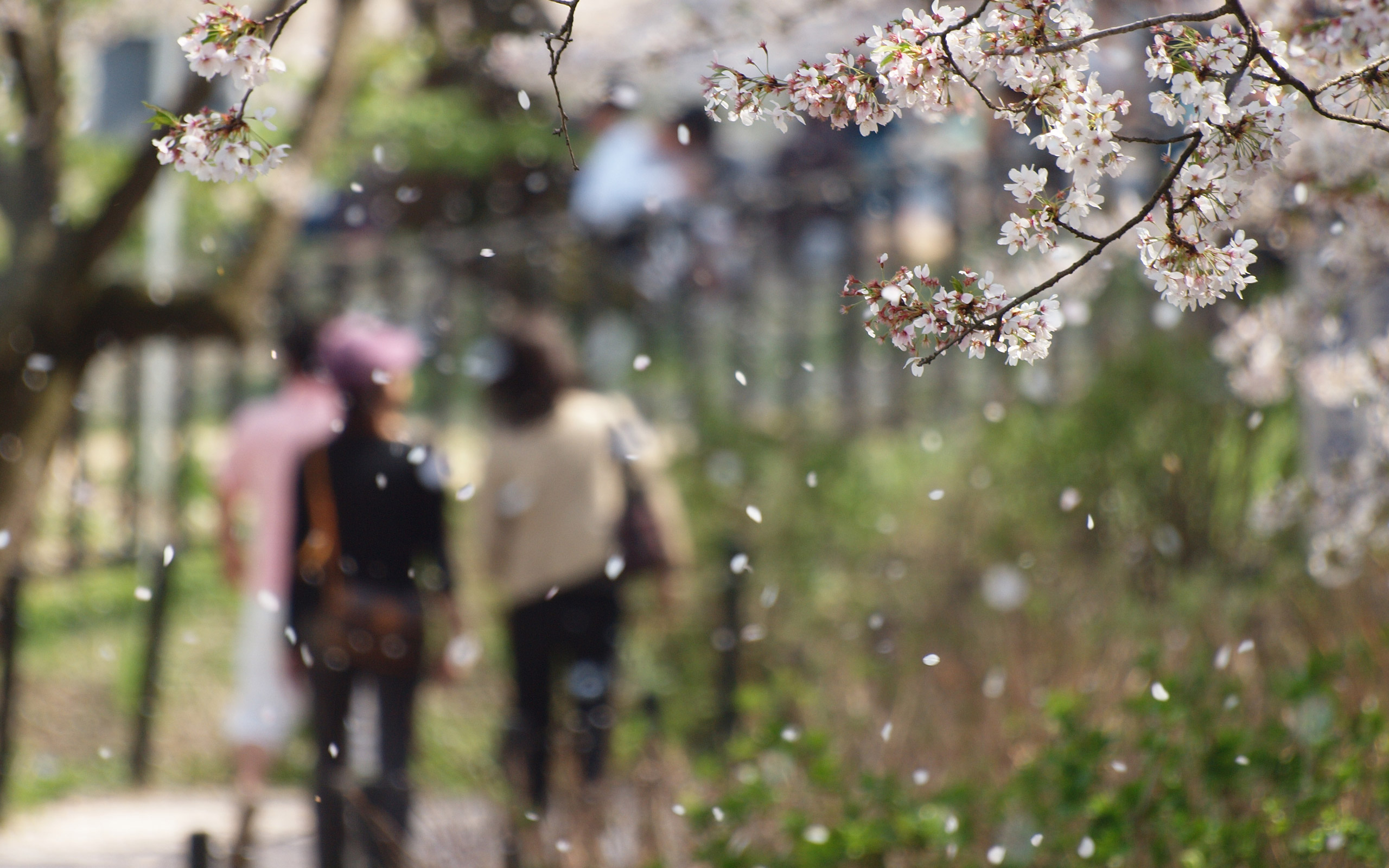 四季 春の無料壁紙 春の風景写真 高解像度 高画質