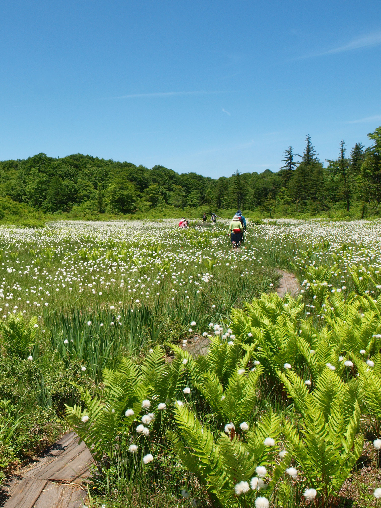 コンプリート 壁紙 初夏 風景 2576 壁紙 初夏 風景