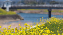 春の陽気、河川敷には菜の花がいっぱい　春の写真　高解像度・高画質の壁紙