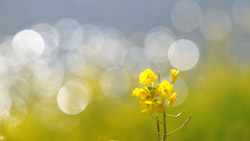 キラキラたくさんの反射光に菜の花　シンプルな写真　高画質の壁紙
