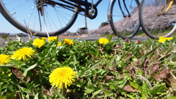 春の陽気でサイクリング　田んぼの隅にタンポポ　春の風景写真　高解像度の壁紙