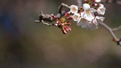春の陽気に桜が咲いて　つぼみとピンク花　シンプルな写真　高解像度・高画質の壁紙