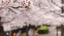 春の陽気、近くの公園は満開桜　シンプルな写真　高解像度・高画質の壁紙