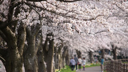 桜並木は満開の桜でいっぱい　春の風景写真　高解像度・高画質の壁紙