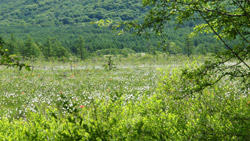 初夏の高原、新緑、たくさんの高山植物　夏の風景写真　高解像度・高画質の壁紙