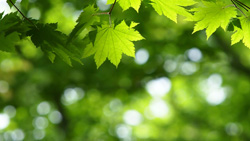 栃木　奥日光の初夏の森　新緑の若葉　シンプル画像の高解像度の無料壁紙
