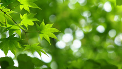 栃木県奥日光、初夏の高原　新緑の森　シンプルな写真　高解像度・高画質の壁紙