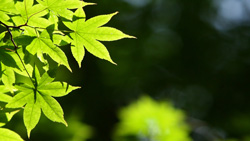 栃木県の奥日光　緑のカエデ　新緑の森　シンプルな写真　高解像度の壁紙