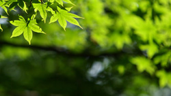 初夏の森　カエデの新緑　シンプルな写真　高解像度・高画質の壁紙