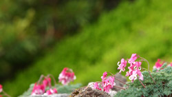 草津白根山のコマクサ　ピンクの小さな花　シンプルな写真　高解像度の壁紙