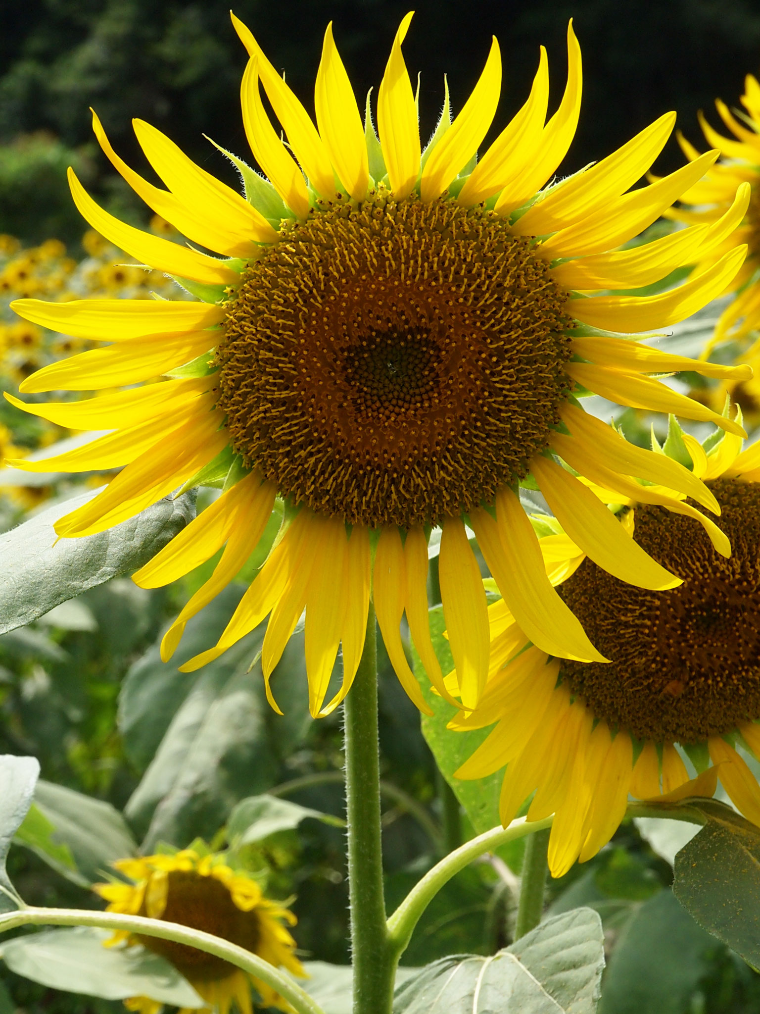 コレクション 壁紙 夏の花 ただ素晴らしい花