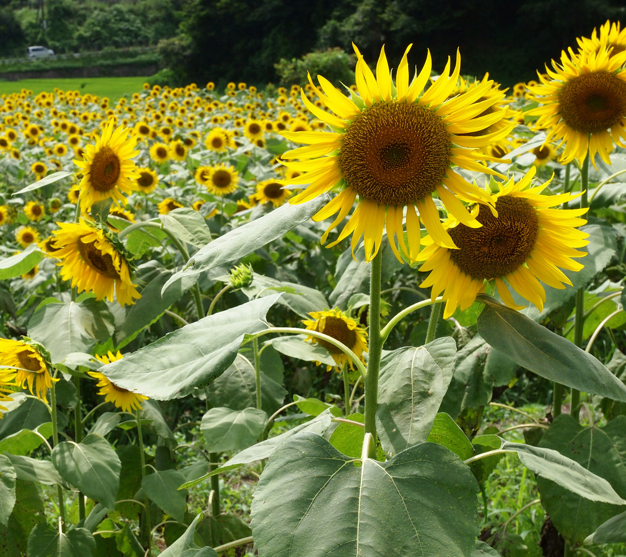 四季 夏の無料壁紙 夏の風景写真 高解像度 高画質