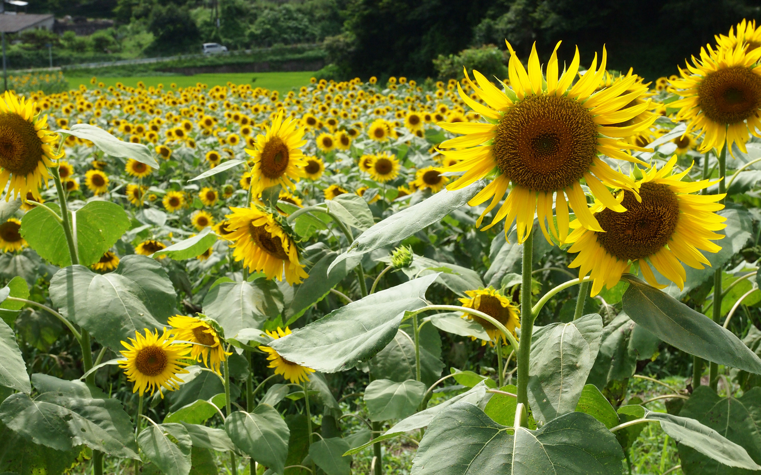 四季 夏の無料壁紙 夏の風景写真 高解像度 高画質