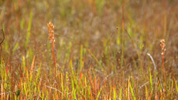 秋の紅葉時期、湿原は草紅葉　シンプルな写真　高解像度・高画質の壁紙