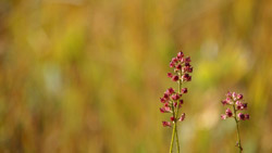 湿原の草紅葉に赤紫の紅葉　シンプルな写真　高解像度・高画質の壁紙