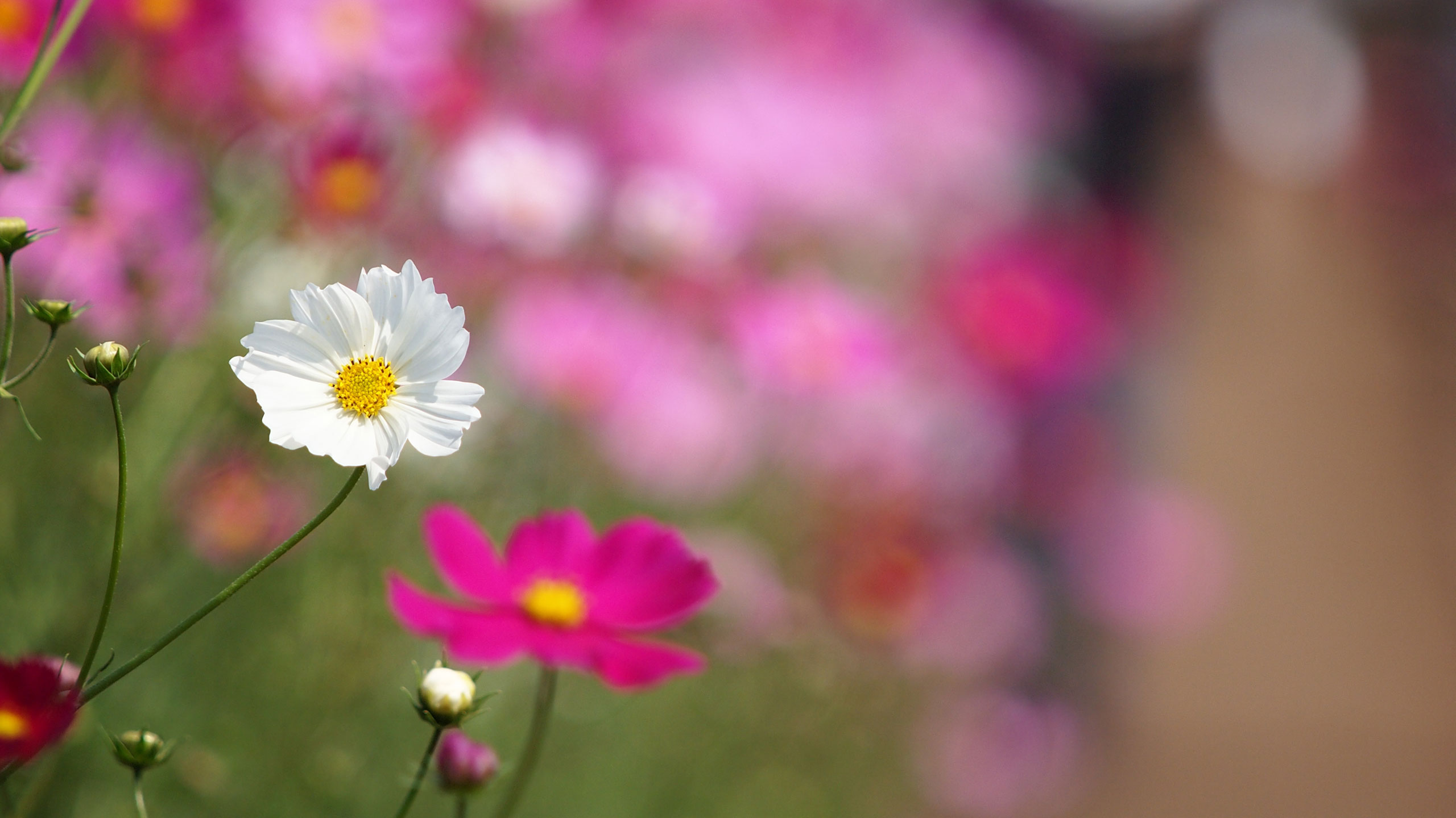 綺麗な花 デスクトップ 壁紙 無料 風景 すべての美しい花の画像