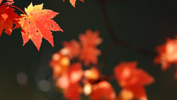 秋の紅葉　シンプルな写真　高解像度・高画質の壁紙