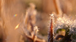 初冬の早朝　霜が降りた草むらに朝日が輝く　シンプルな写真　高解像度・高画質の壁紙