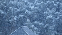 里山の竹林に降る雪　シンプルな写真　高解像度の壁紙